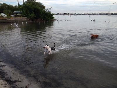 Crazy dogs eating Pelicans