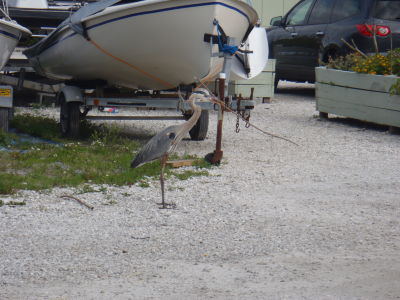 Lots of Great Blue Heron's building nests