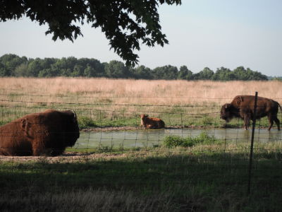 where the buffalos and the Windmills roam